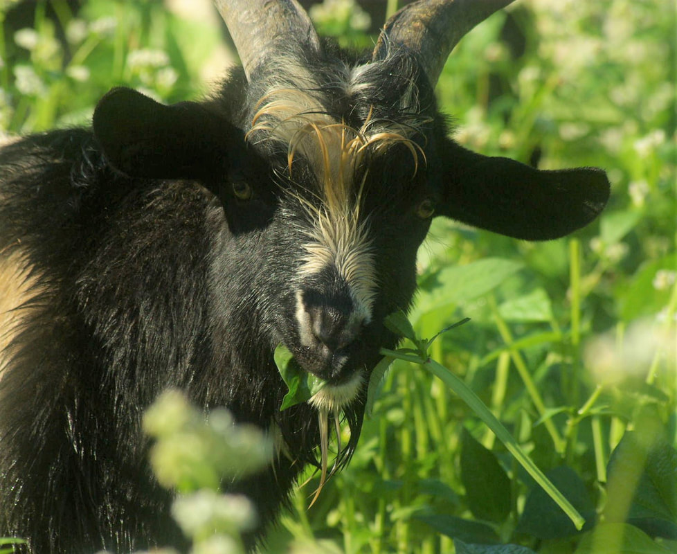 Cow Peas for the Goats Do Ran Farms