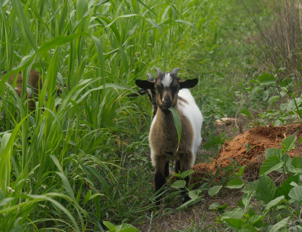 What do goats eat? Do Ran Farms