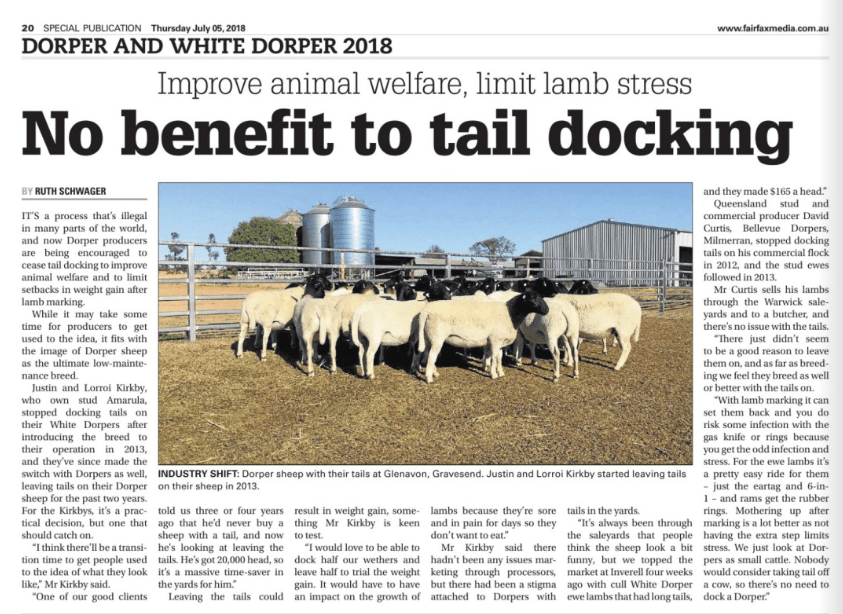 Dorper Sheep Society Australia No benefit to tail docking