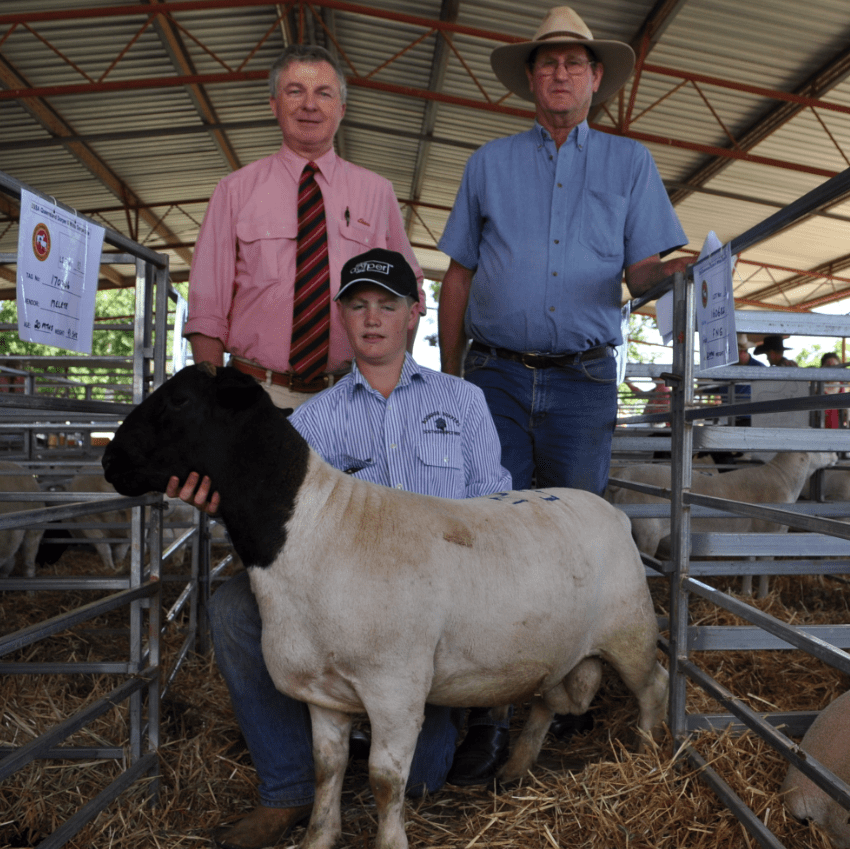 Dorper Sheep Society Australia 2018 DSSA QLD Region Sale Results