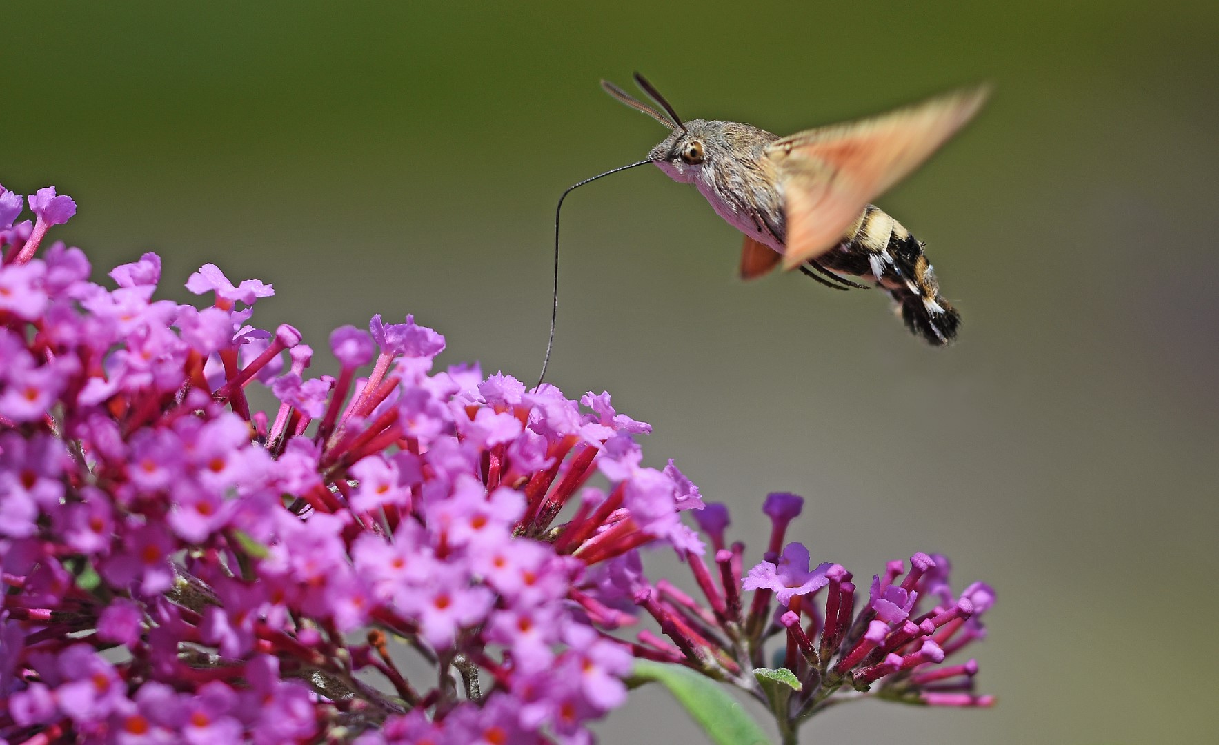 Hummingbird Hawkmoth, Dorset Butterflies