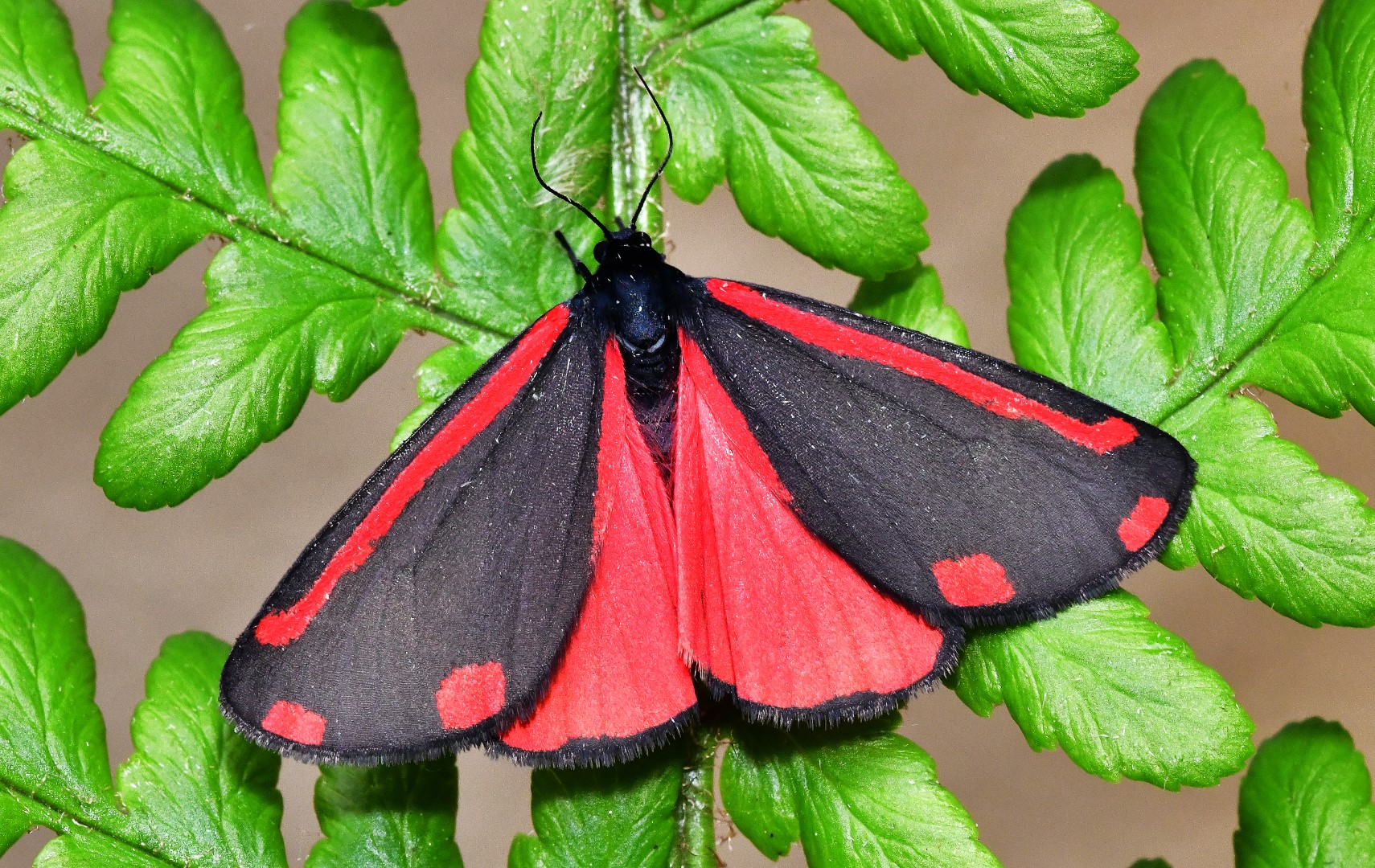 Cinnabar moth, Dorset Butterflies