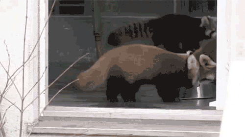 18 Very Funny Animals Freaking Out Gifs Dose of Funny