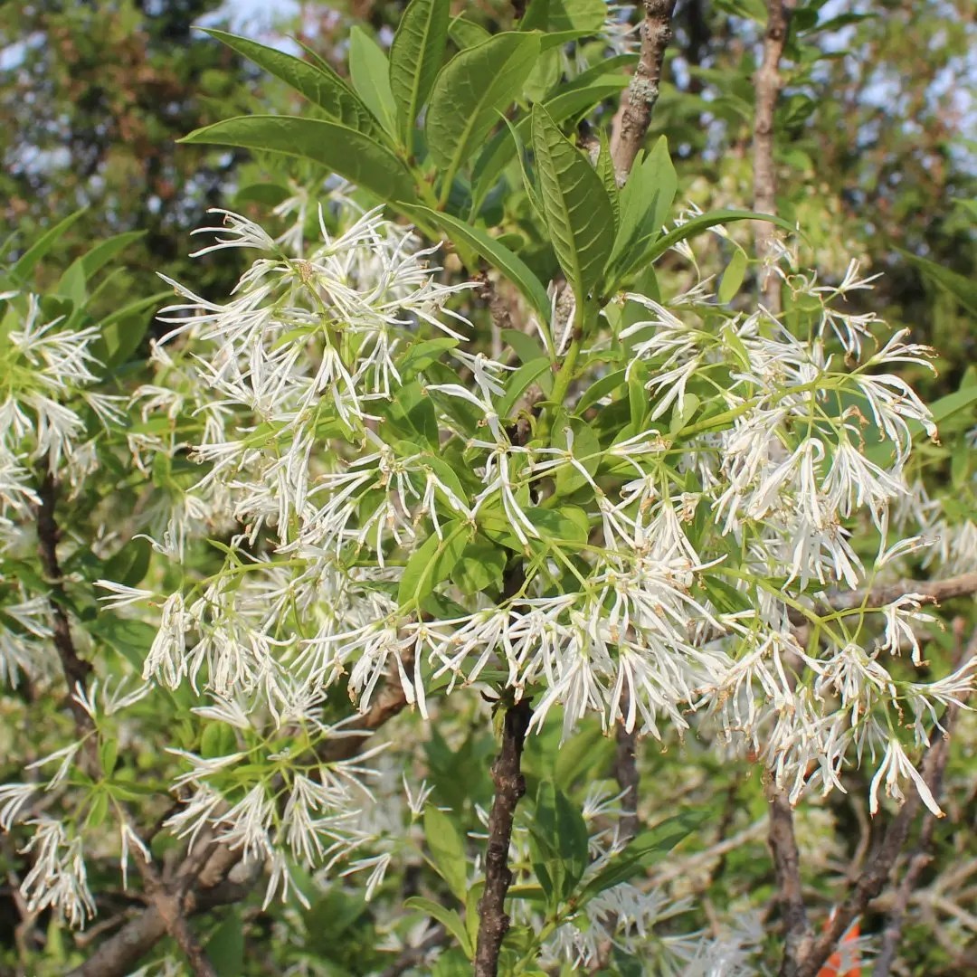 Chionanthus virginicus White Fringe Tree Doty Nurseries