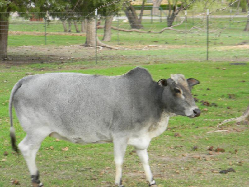 miniature zebu
