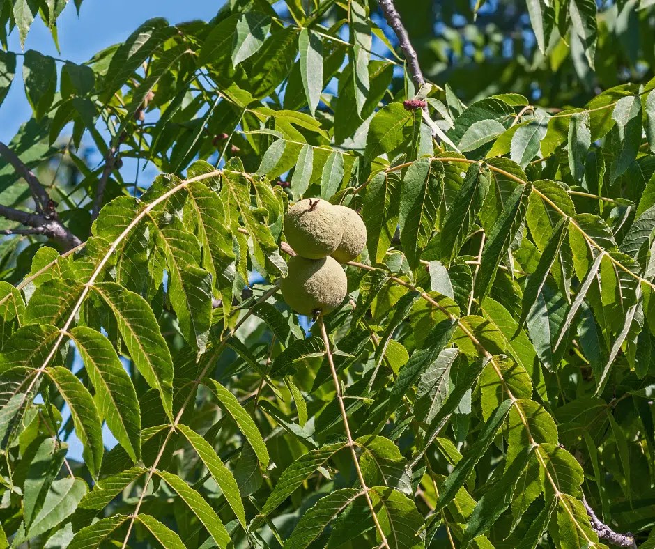 15 Plants Toxic to Horses Every Horse Owner Should Know