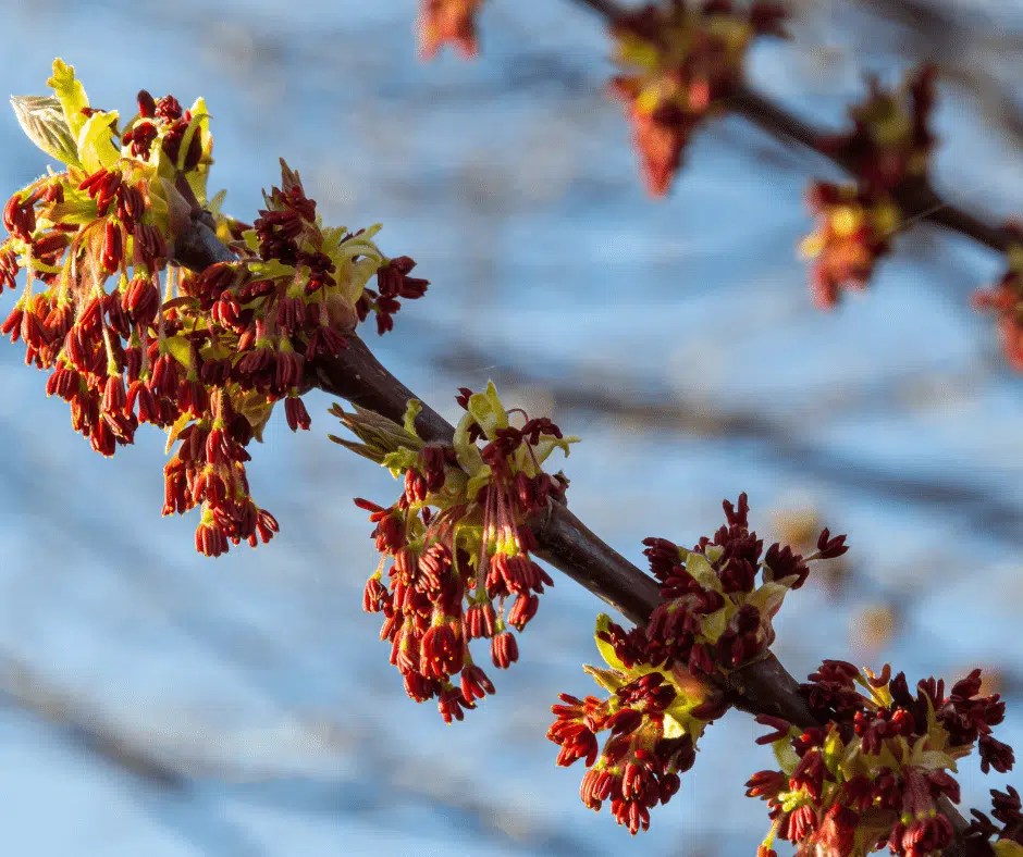 15 Plants Toxic to Horses Every Horse Owner Should Know