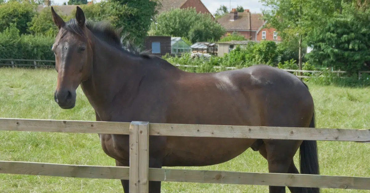 What is a Gelding Horse? History, Benefits, and Procedure