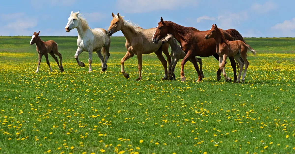 15 Plants Toxic to Horses Every Horse Owner Should Know