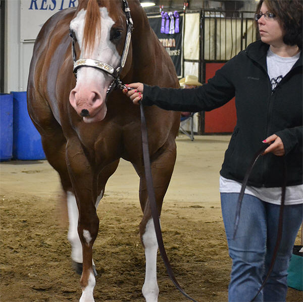 Double L Acres' DC Legacy, APHA/AQHA Halter Horse, World Champion Producer