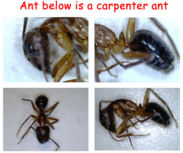 Differences Between Ants and Termites « Doug the Bug, Termite, Pest