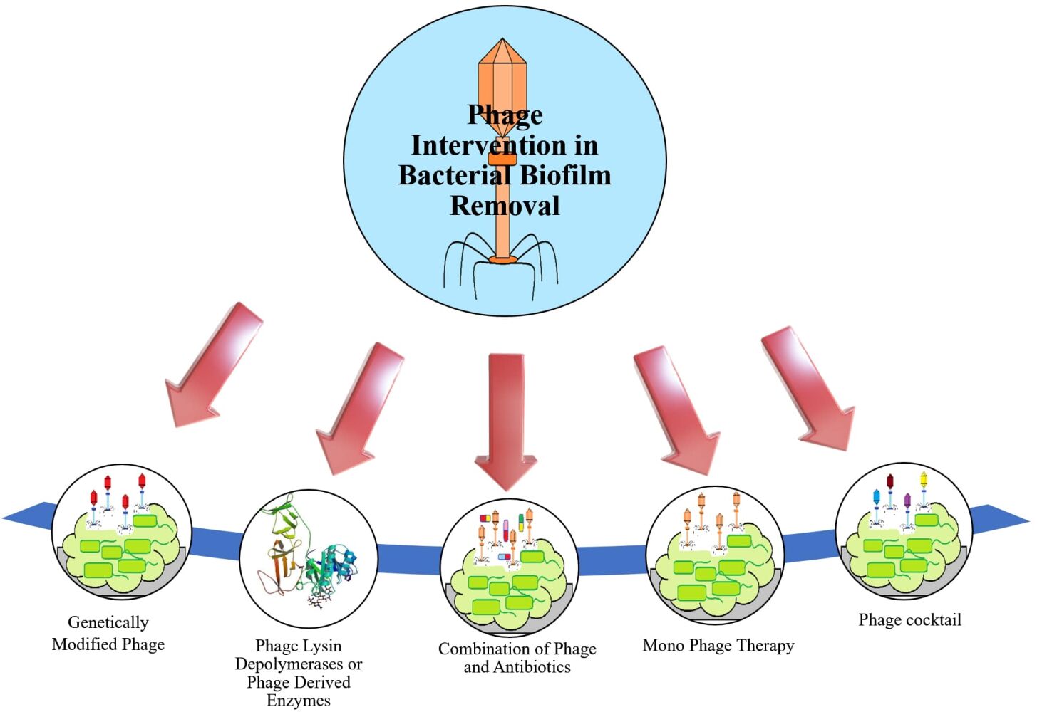 BACTERIOPHAGES AS AN ALTERNATIVE THERAPY IDR
