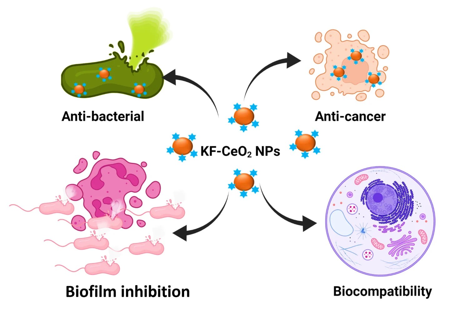 Synthesis of cerium oxide antibacterial, anticancer IJN