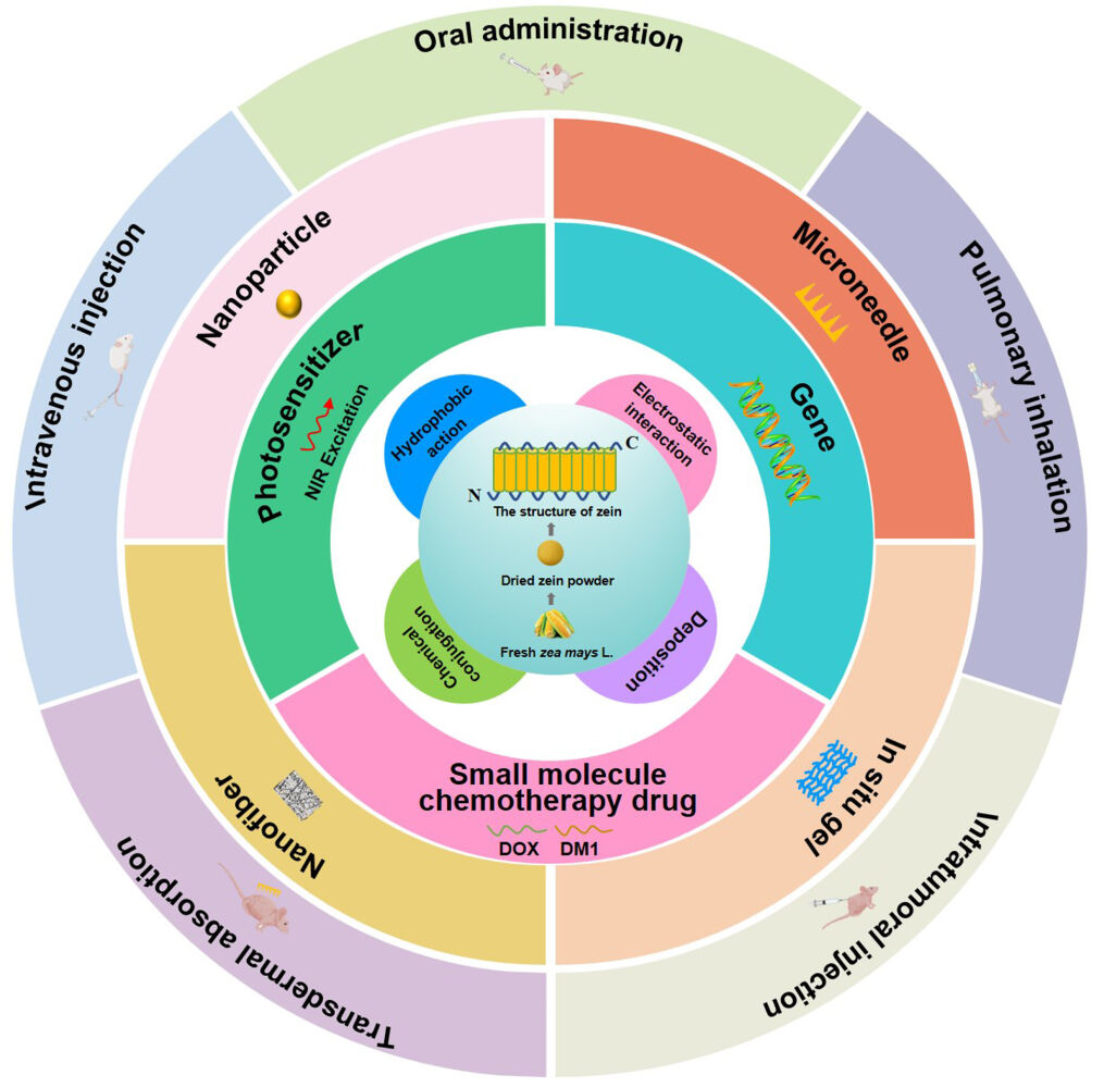 Zein as Promising Drug Delivery System for Cancer Treatment IJN