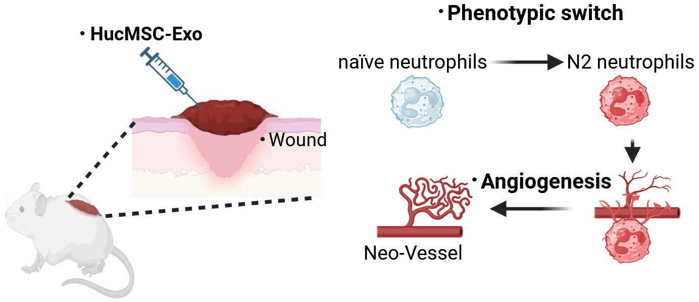 International Journal of Nanomedicine Volume 19 Dove Press