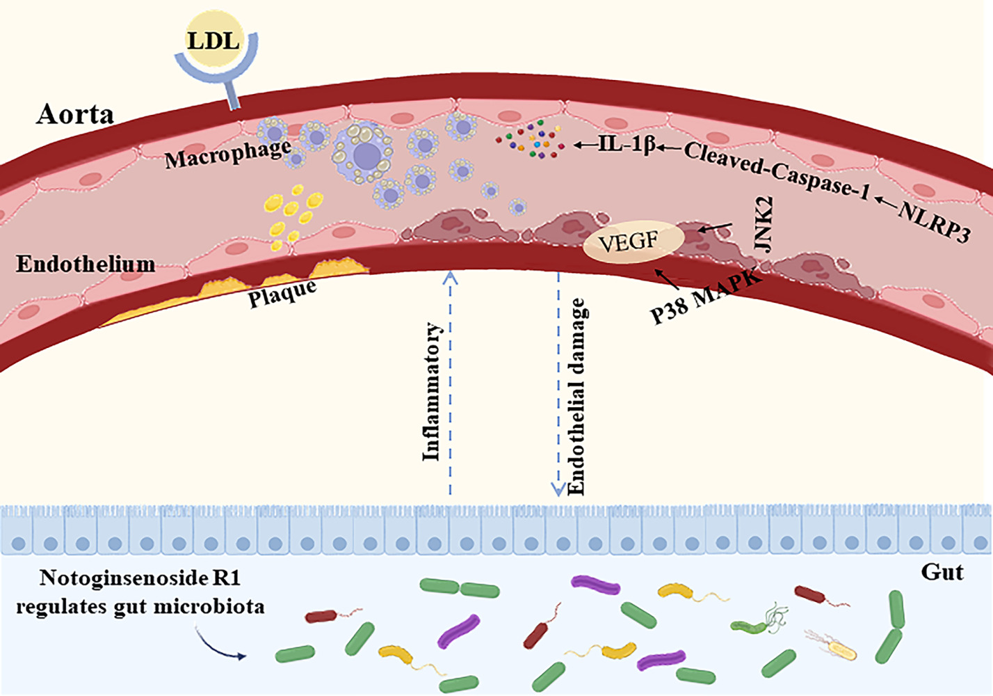 The impacts of R1 and AS and the potential mechanisms. DDDT