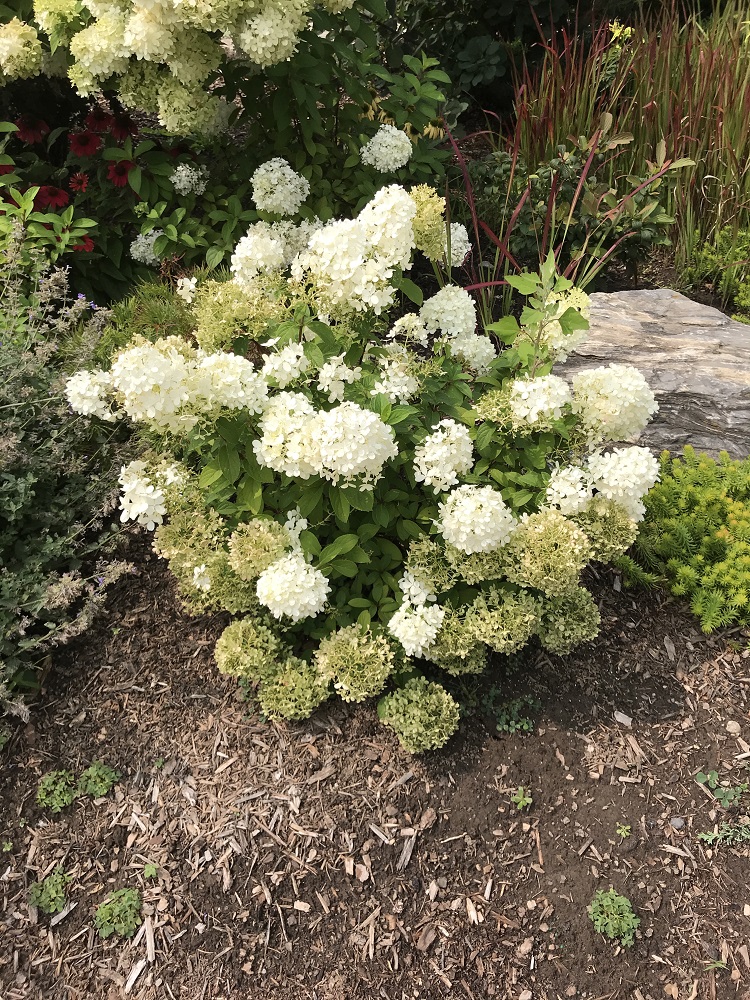 Bobo Hydrangea Down 2 Earth Down 2 Earth