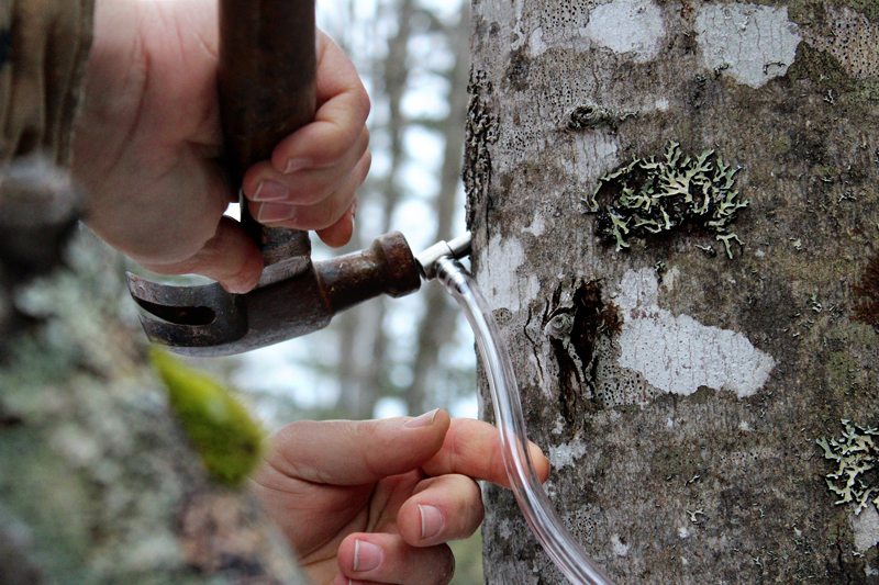 Sugaring Tapping Maple Trees Downeast Thunder Farm