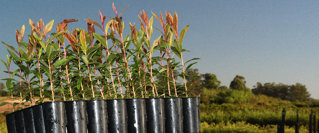 Downes Wholesale Nursery Wholesale Plants Sydney