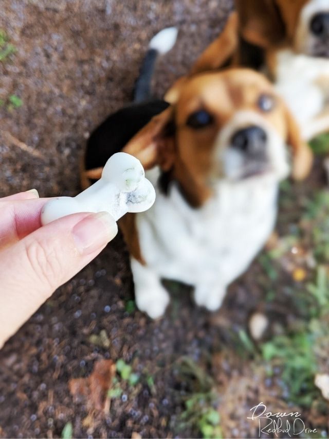 Coconut Oil and Mint Dog Treats Story Down Redbud Drive