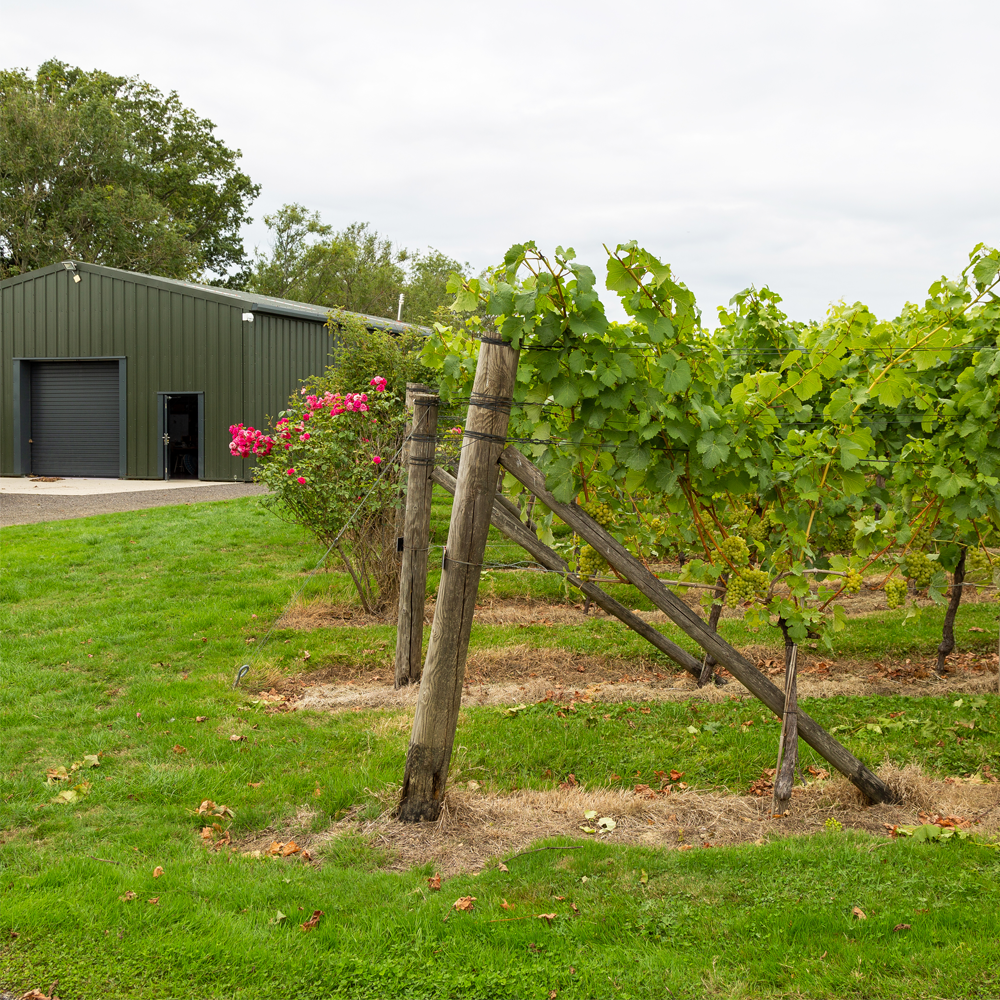 A Wine Tasting and Tour Downsview Vineyard