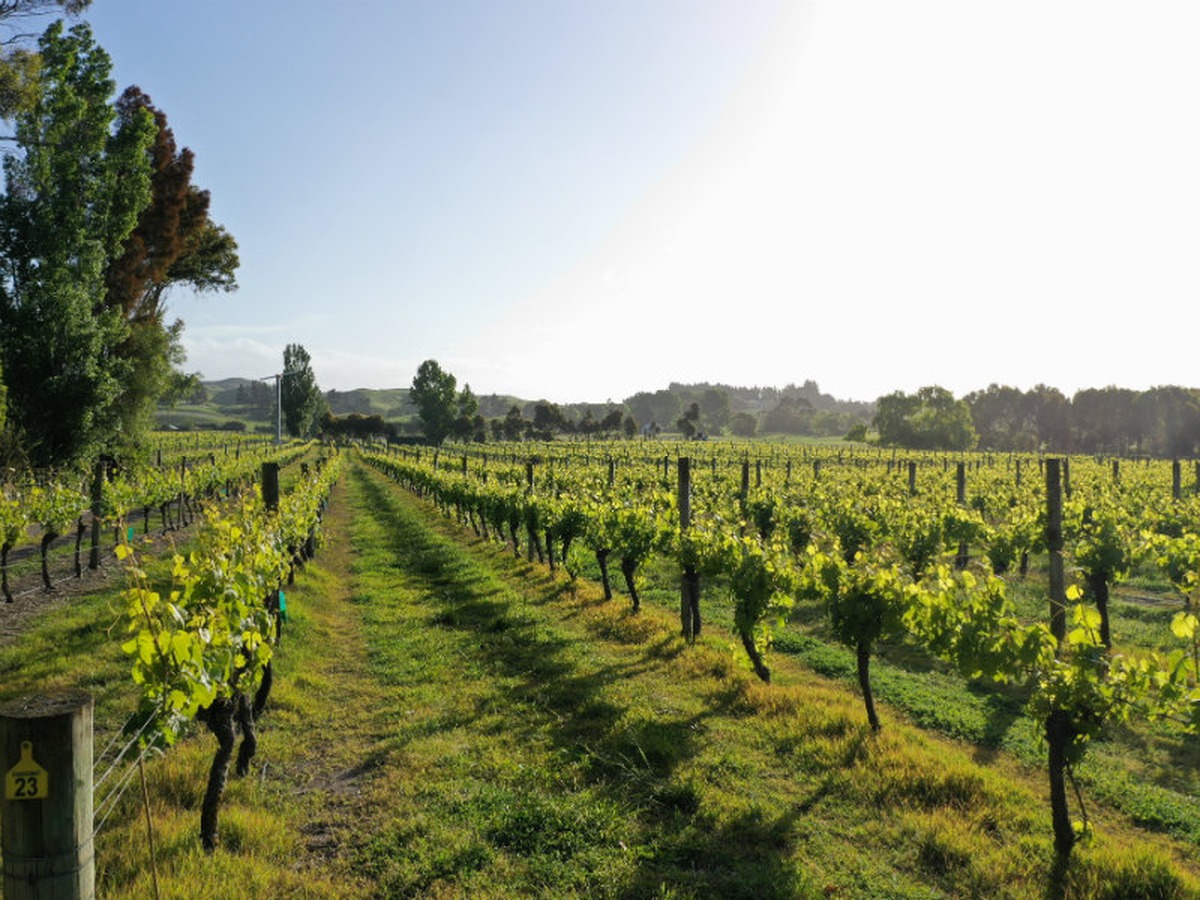 Wine Club 1 May 2019 Clearview Estate Winery Down Thyme Restaurant