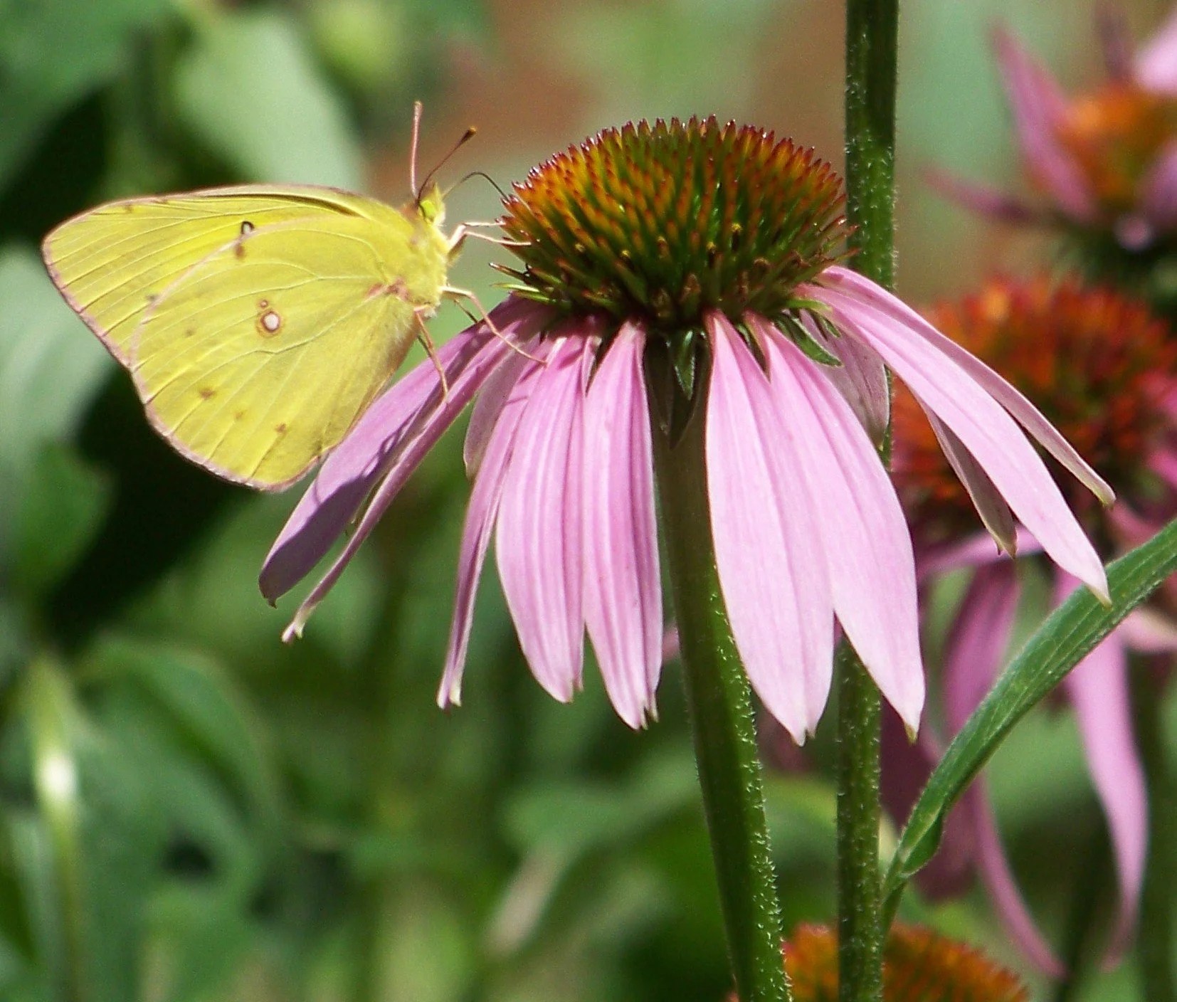 Downtown Frostburg Explore Frostburg, MD