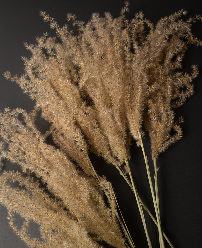 Reed Grass Fluffy Reed Grass Bouquet for Interiors