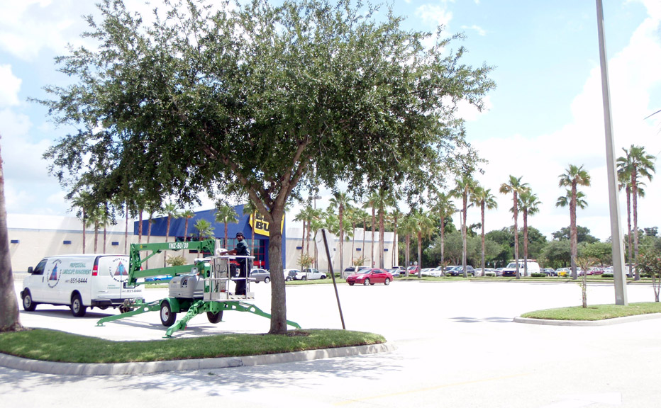 Best Buy Tree Maintenance Doyle Land Systems