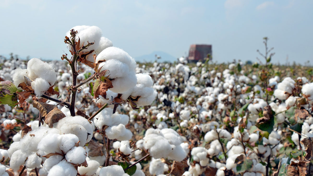 Everything You Need to Know About Turkish Towels Featured