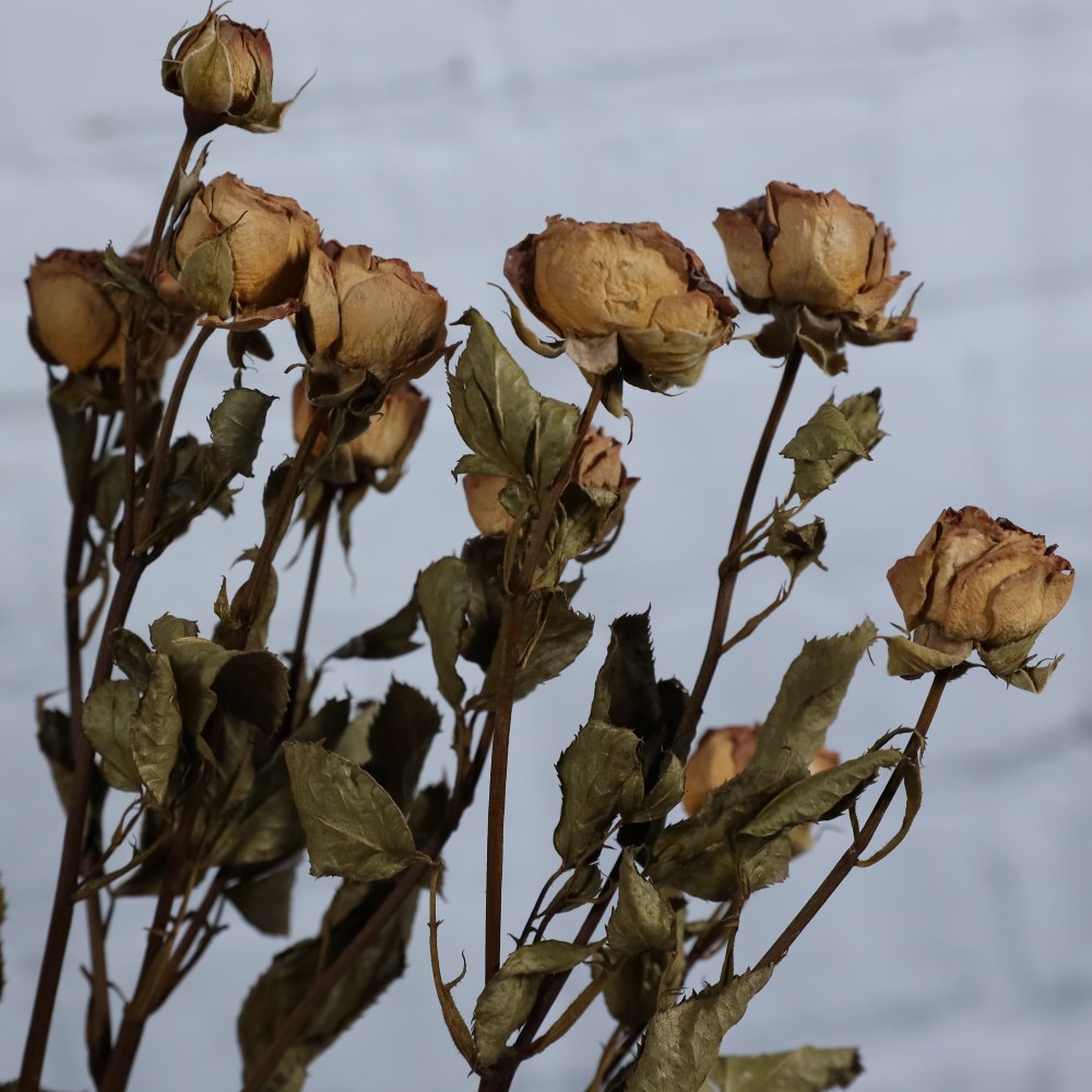 Rose spray naturale DP FLOWERS