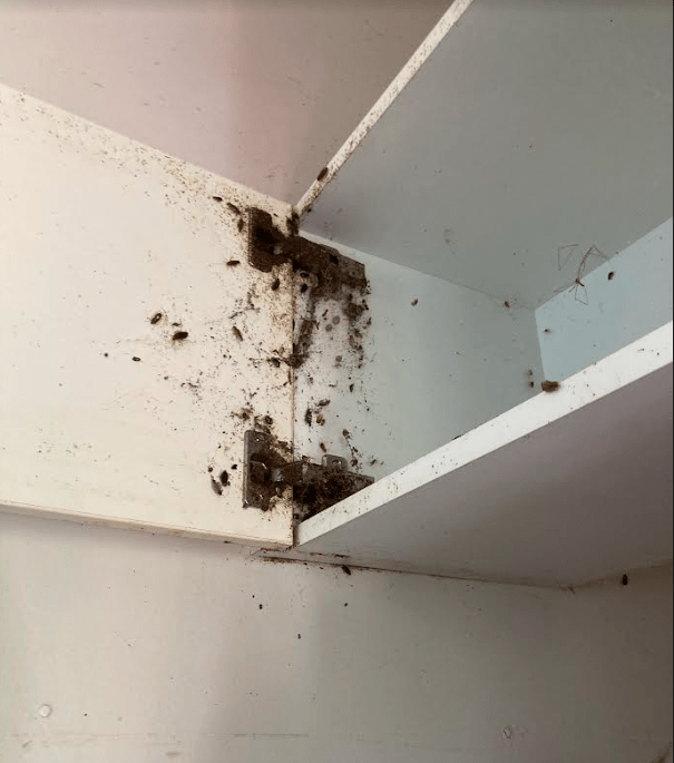 German Cockroach infestation. Gold Coast Pest Control