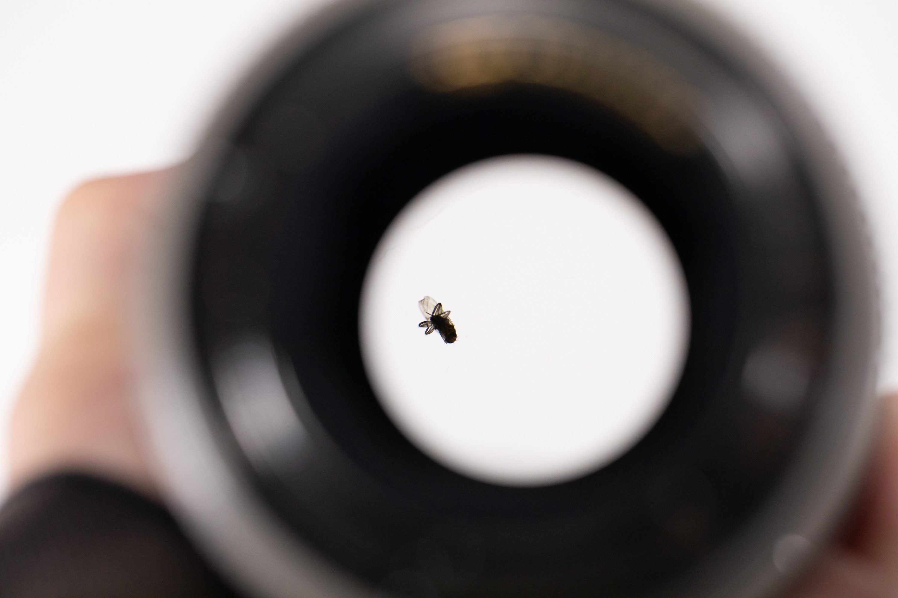 Lensrentals found a dead fly inside a Canon 70200mm, tested how it