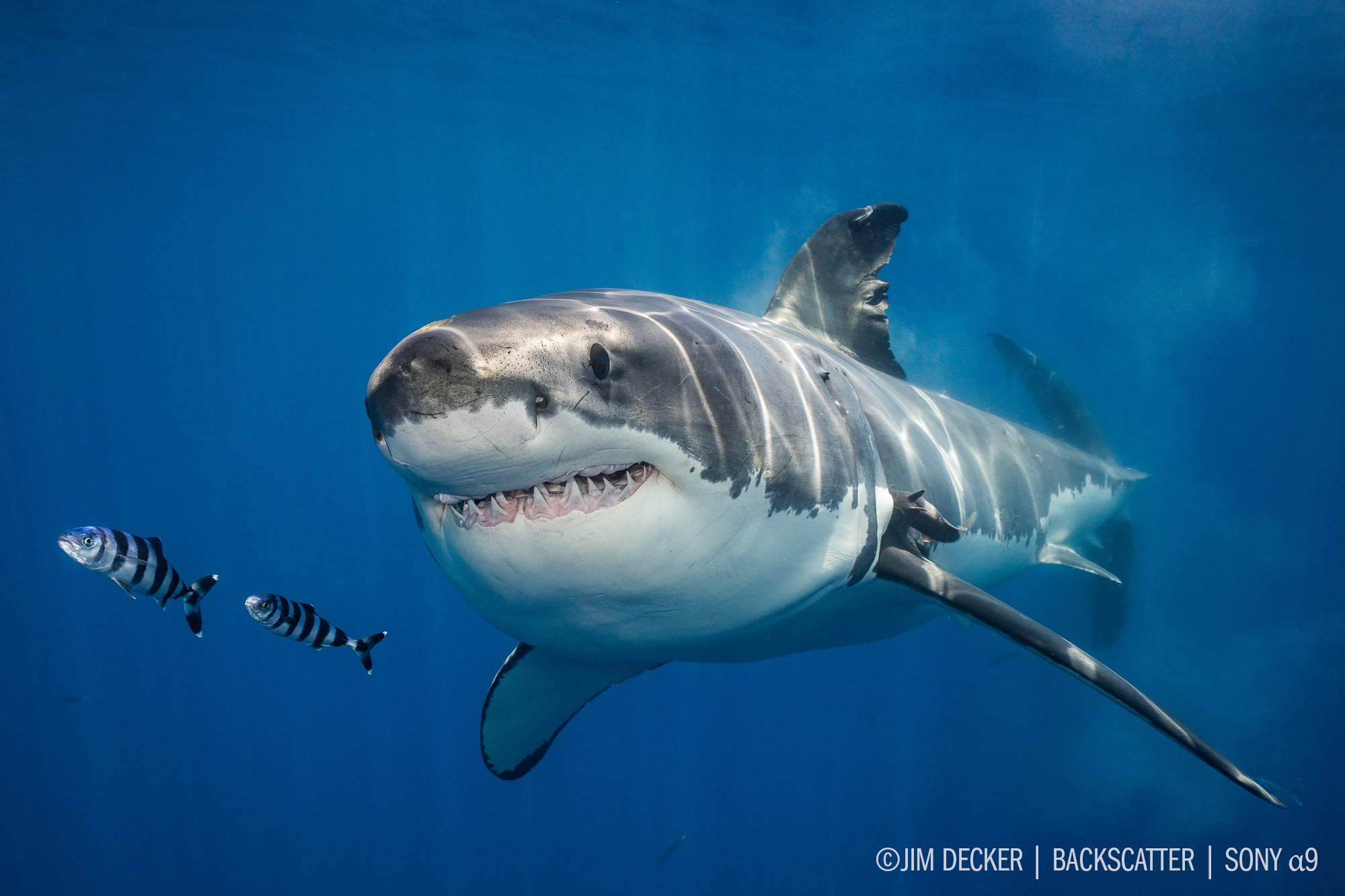Sony a9 underwater review Shooting great white sharks Digital