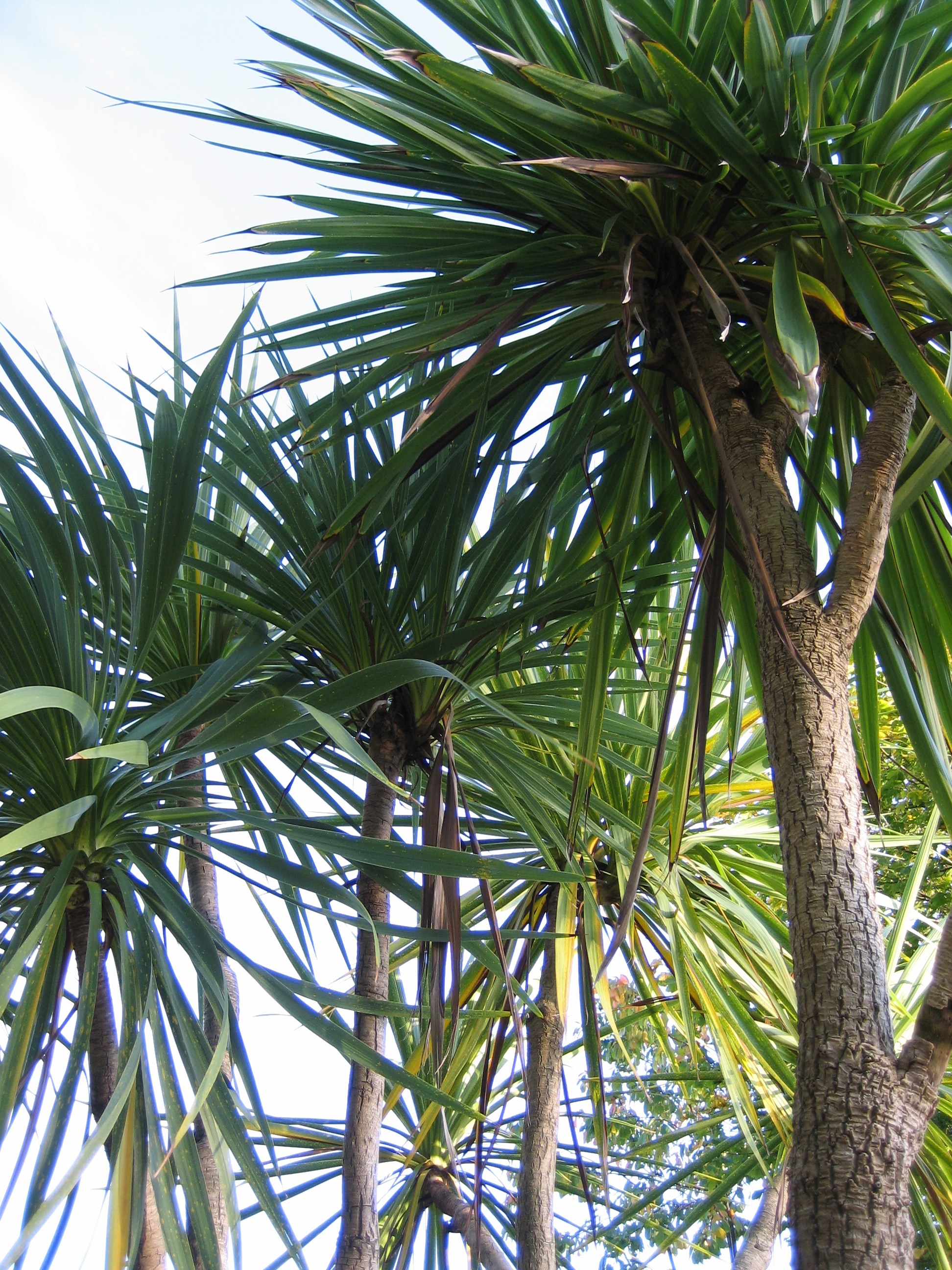 Canon PowerShot SD450 Digital ELPH / Digital IXUS 55 Review: Digital