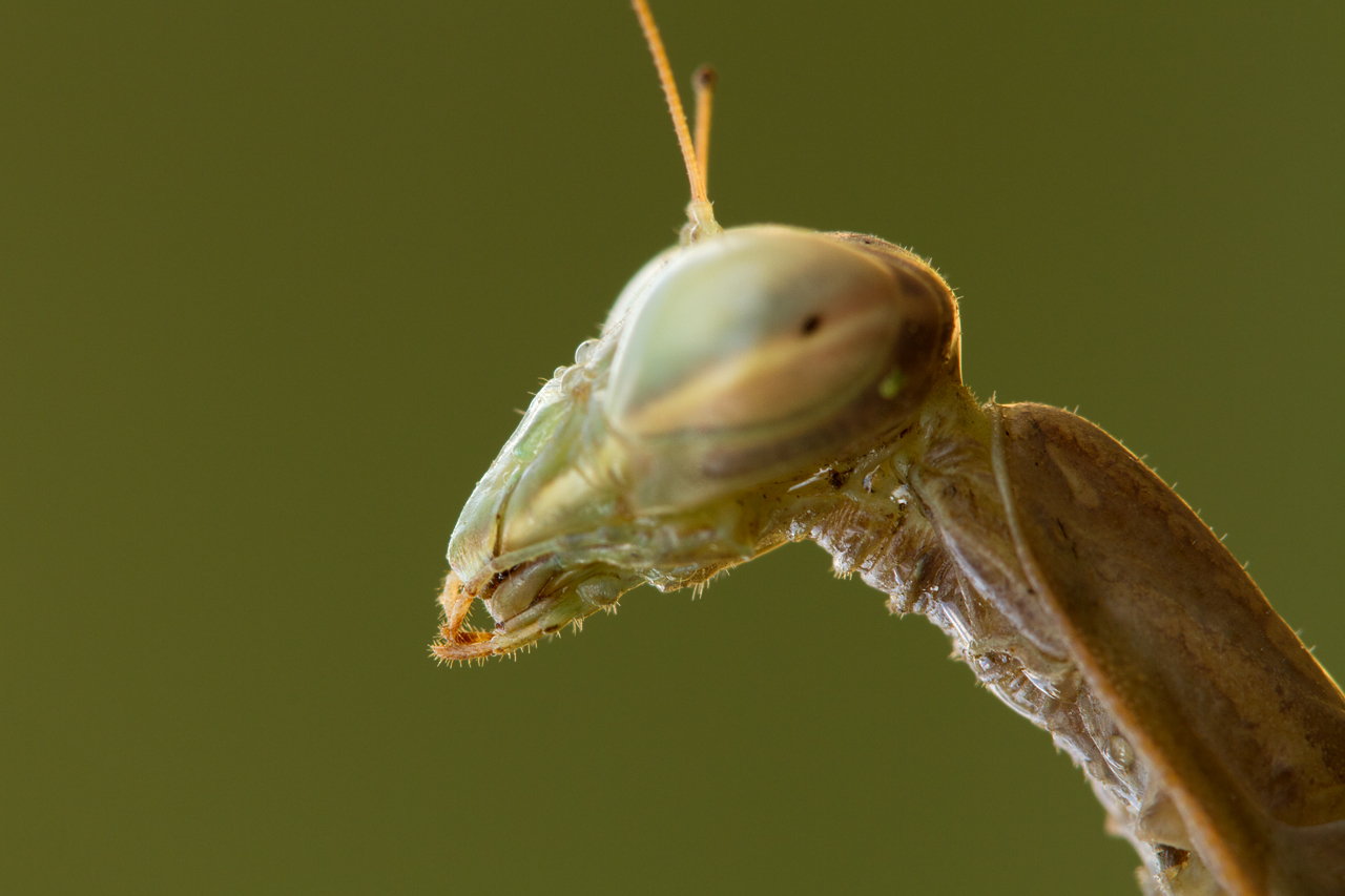 Depth of Field in Macro Photography Digital Photography Review