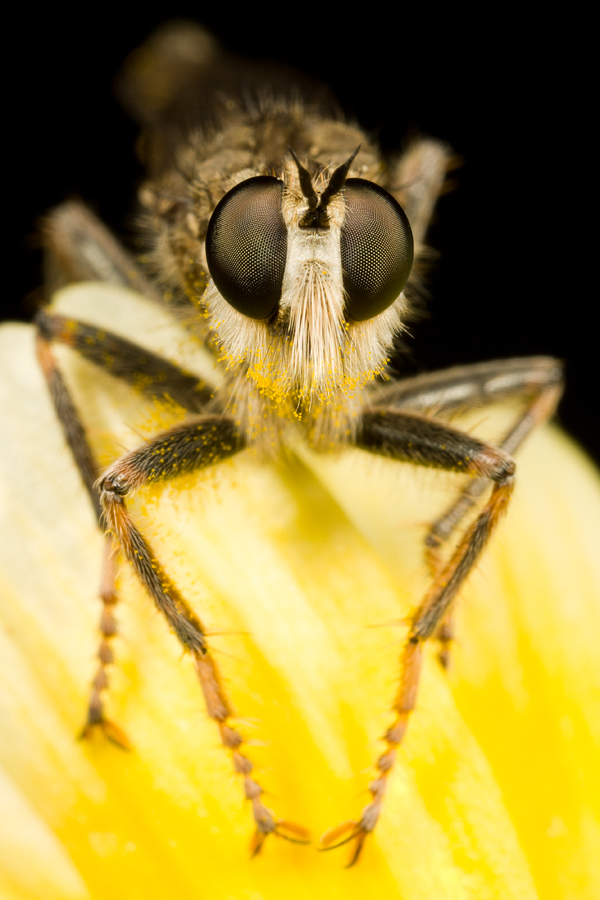 Depth of Field in Macro Photography Digital Photography Review