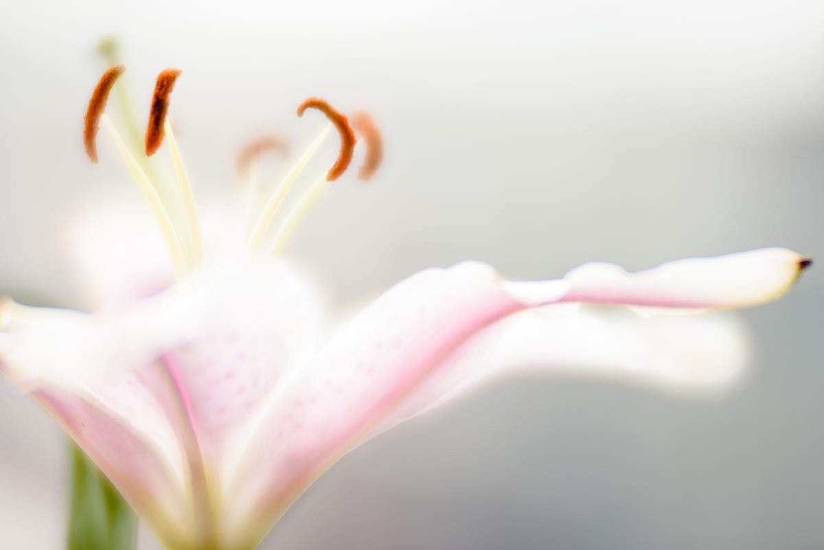 Embracing the Lensbaby Velvet 85's glow Digital Photography Review