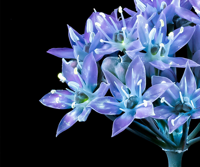 The magic of ultraviolet nature and macro photography Digital