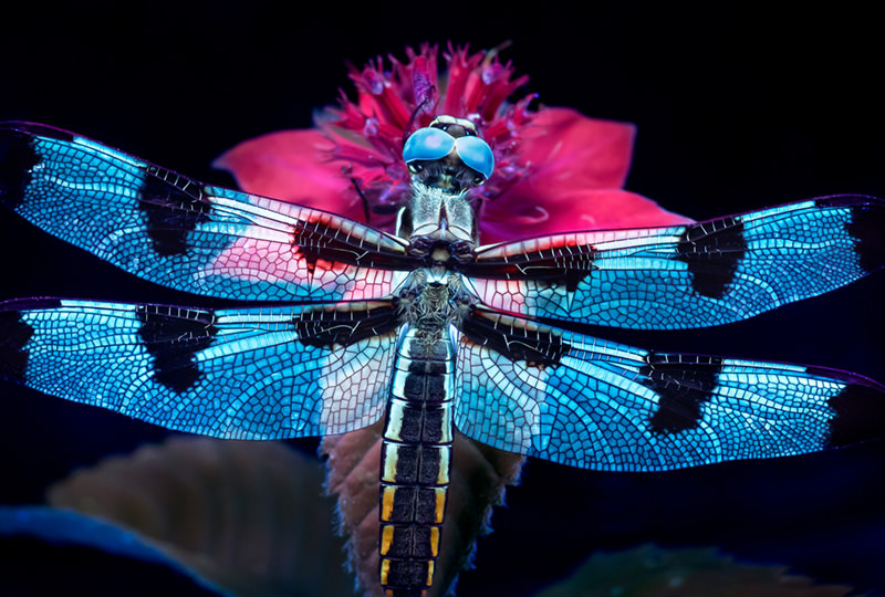 The magic of ultraviolet nature and macro photography Digital