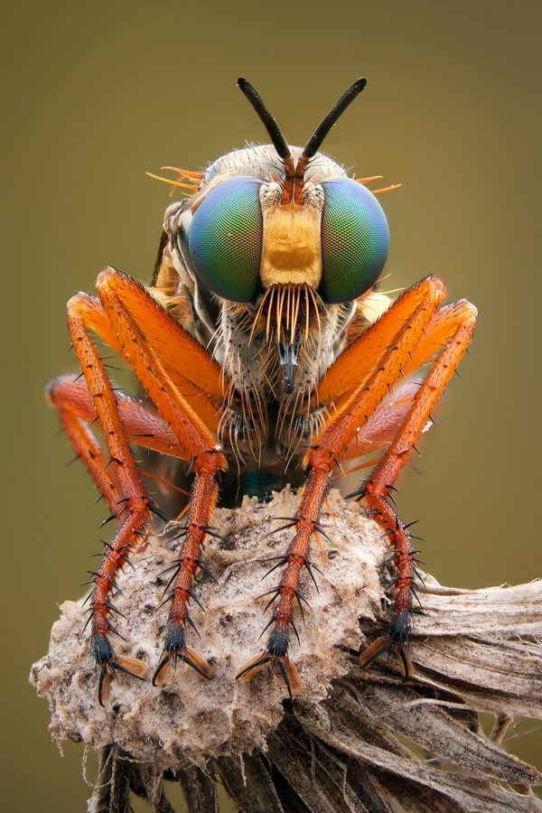 Focus Stacking in Macro Photography Digital Photography Review