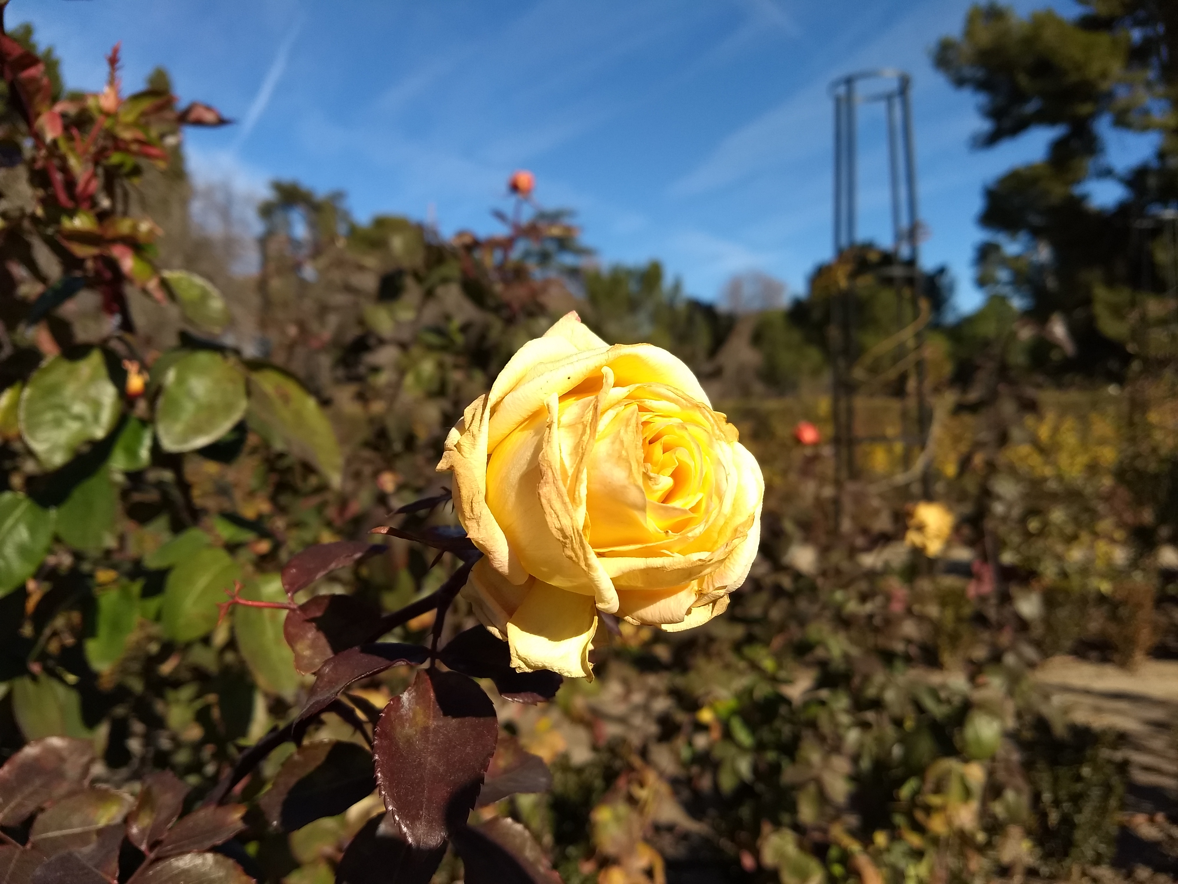 Lenovo Moto G5 Plus camera first impressions review Digital