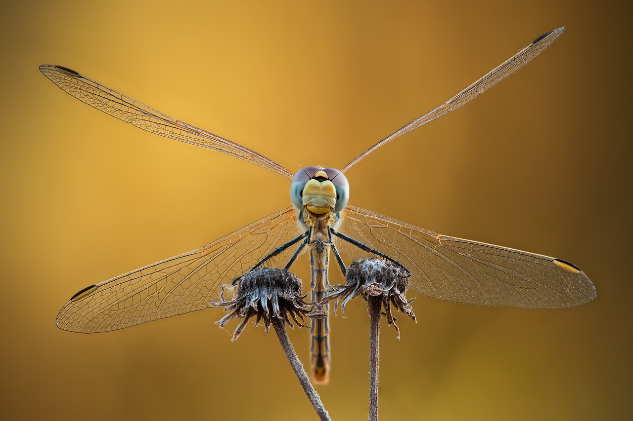 Macro photography Understanding magnification Digital Photography Review