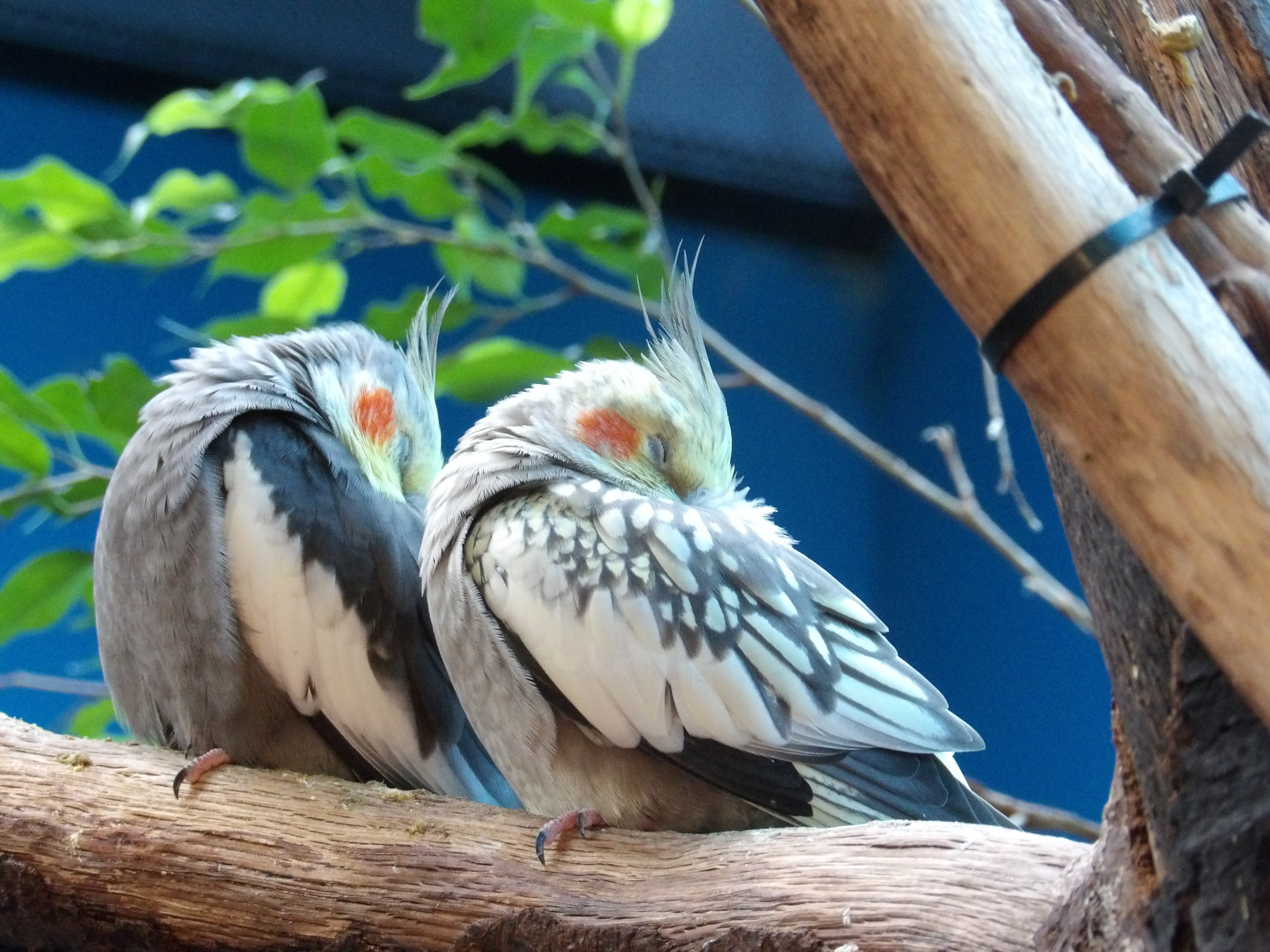 2015 Superzoom Camera Roundup Digital Photography Review