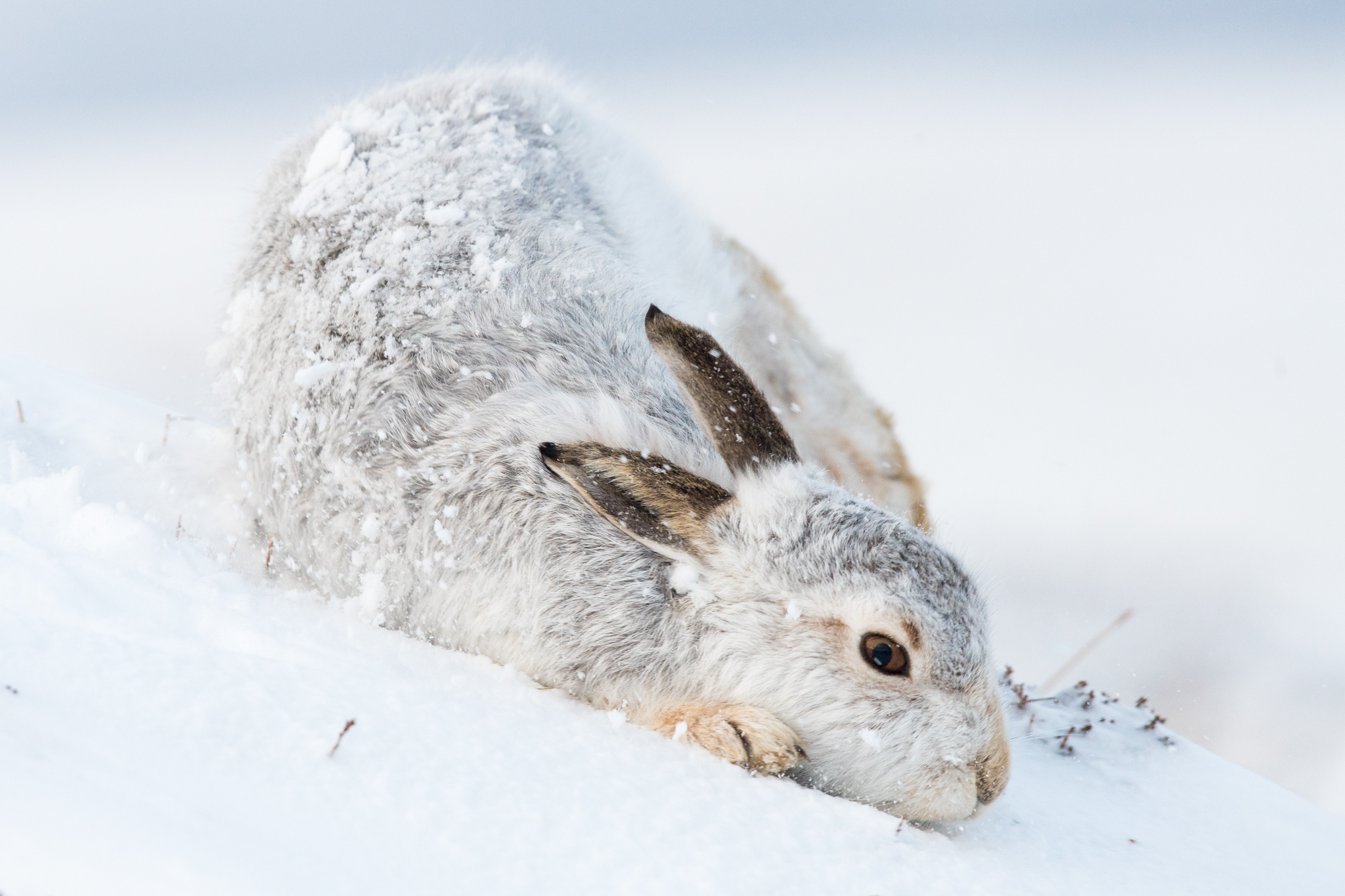 Behind the scenes Photographing mountain hares in Scotland Joanne Maly