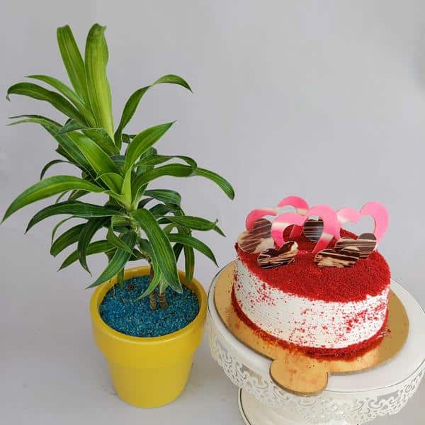 Dracaena Plant Plants Online Send & Buy Green Plants delivery in