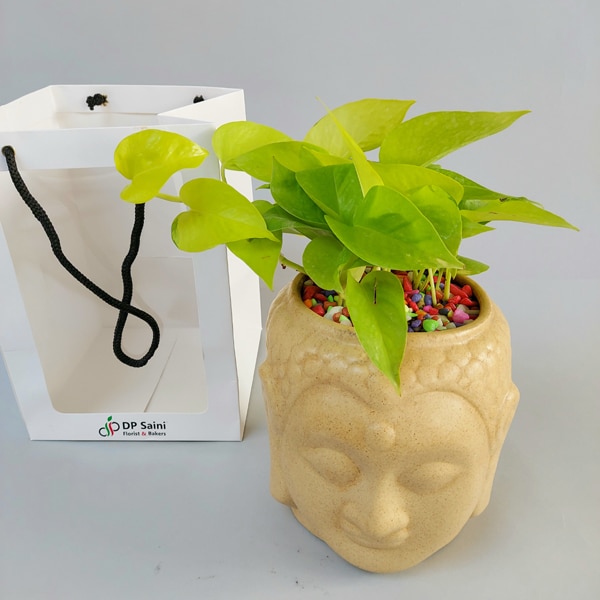 Money Plants Online Buy Money Plants Online at Best Price Dp Saini