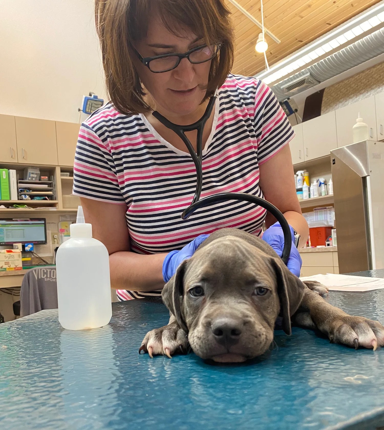 Veterinary Intern/Externship Deer Park Veterinary Hospital