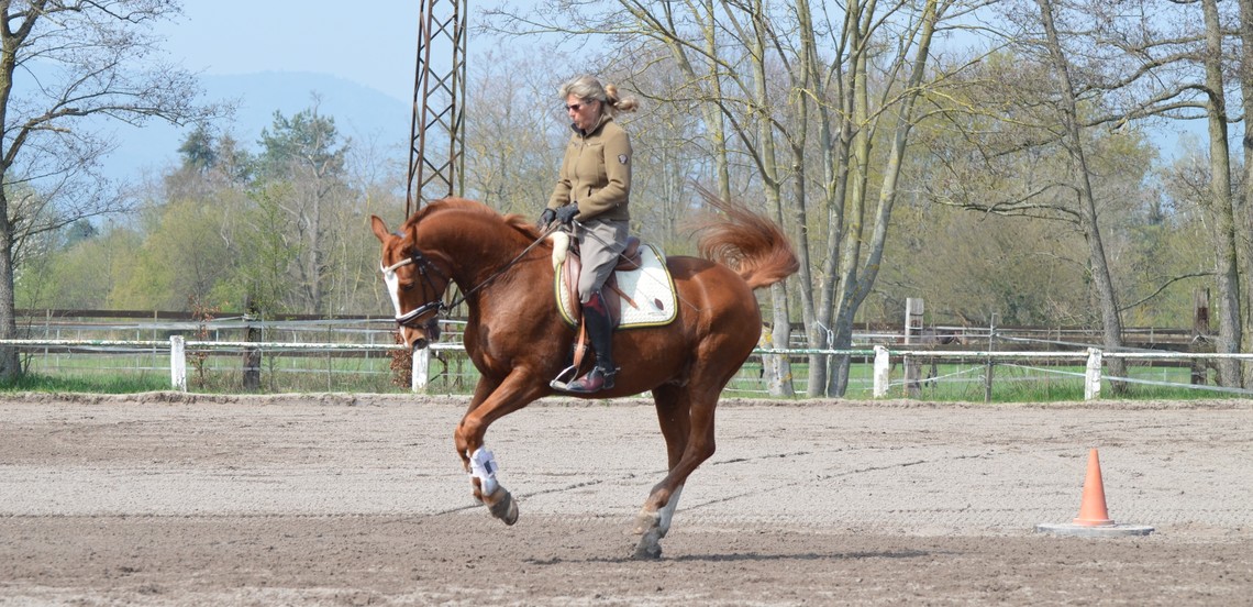 Sehnenschaden beim Pferd Dr. Susanne Weyrauch
