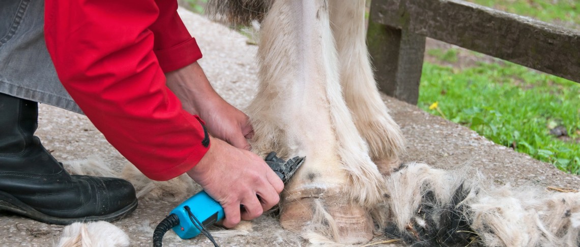 Milben beim Pferd Dr. Susanne Weyrauch
